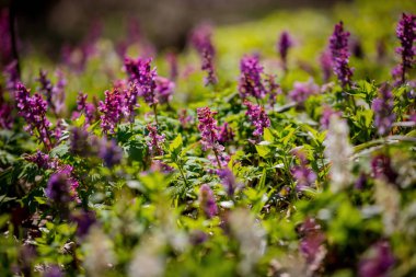 İlk menekşe bahar çiçekleri.