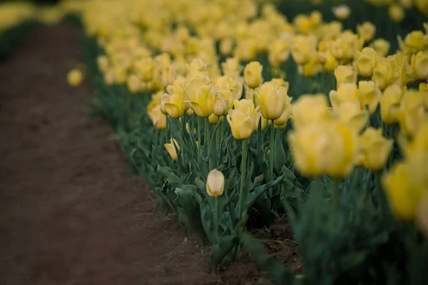 Yellow tulips Spring flowers. Tulip field.