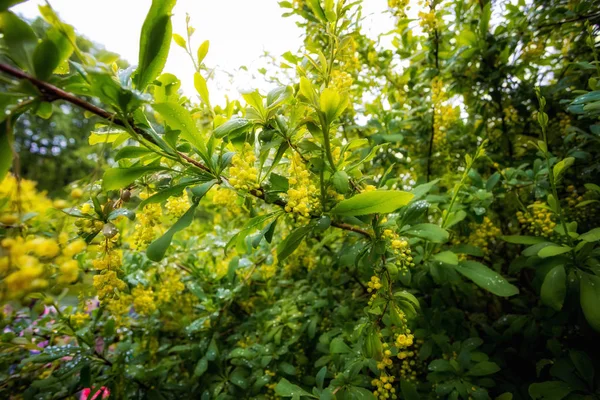 Żółty Kwiat Drzewie Wiosna Parku — Zdjęcie stockowe