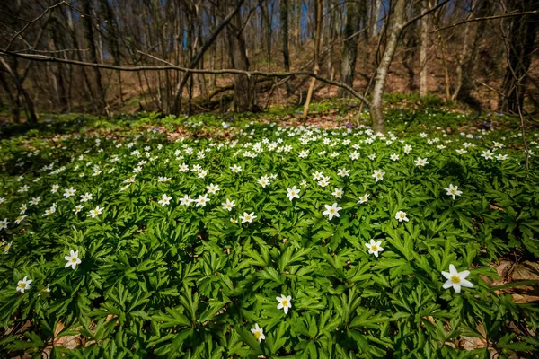 White Flowers Broke Woods Grass Spring Flowers — Stock Photo, Image