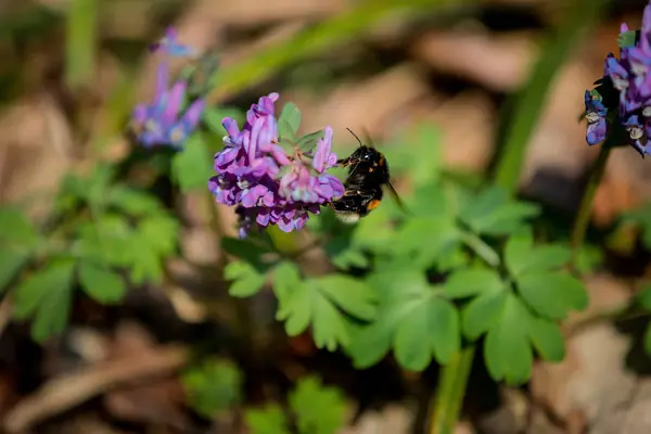Abejorro Negro Sentado Una Flor Púrpura Cerca — Foto de Stock