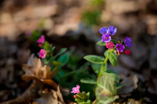 Primeras Flores Violetas Primavera — Foto de Stock