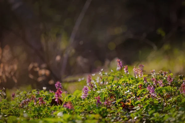 Primeiras Flores Primavera Violeta — Fotografia de Stock
