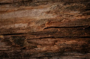 Bir ağacın kahverengi dokusu yakın.