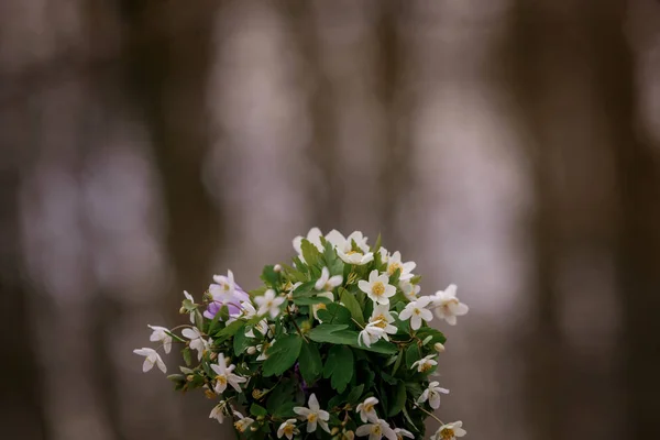 Fiori Primaverili Nel Bosco Bouquet Fiori Bianchi — Foto Stock