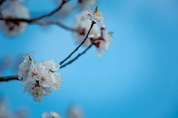 Cor Pêssego Fundo Céu Azul Floração Primavera Árvores — Fotografia de Stock