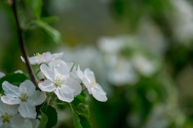 Baharda elma çiçeği. Ağaçta çiçekler açıyor, bahçe çiçekleri açıyor..