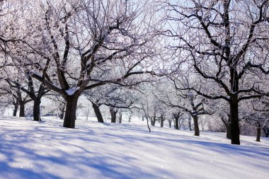 Kış bahçesi. Elma ağaçları, kiraz ağaçları köyde kışın kar serpilir.