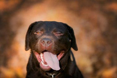 Kafkas çobanı en zeki köpek. Kahverengi Alabai köpek ırkı. Koruma için akıllı köpek.