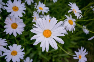 Çiçek bitki Ornithogalum veya Bethlehem yıldız. Çiçek bahar arka plan.