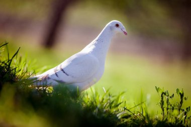 Beyaz, güzel bir güvercin çimenlerin üzerinde duruyor ve kameraya bakıyor..