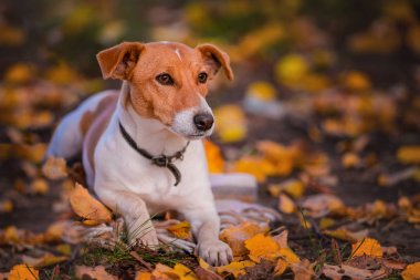 Jack Russell Terrier. Köpek Terrier cins çim üzerinde.