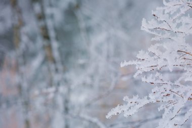 Ağaçların dalları donla kaplıdır. Kış arka plan, ağaçlar ormanda karla kaplı.