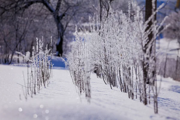 Young plum seedlings in winter. Plants of trees in the garden in the village. Agroindustry in Ukraine.