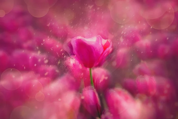 Gran Tulipán Rosa Cerca Representa Fondo Las Flores Color Rosa —  Fotos de Stock