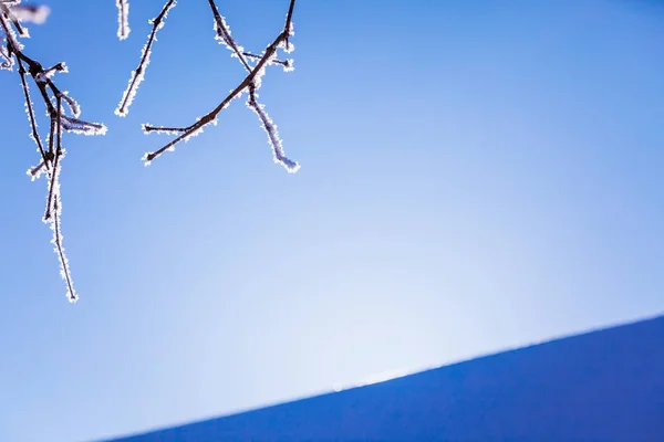 Blue snowy background. Winter landscape. inter texture with a twig