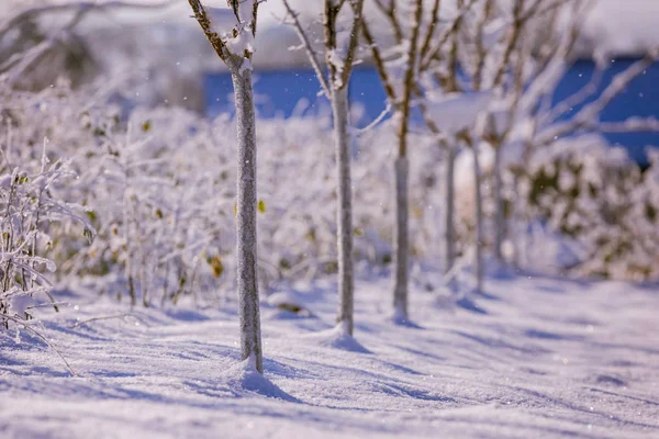 Trees in the garden in the winter. Winter garden in the village. Agronomy.