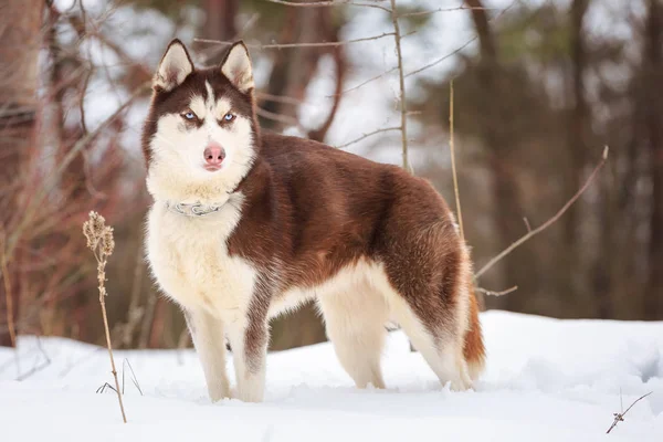 Portrait of husky in the woods in winter. Brown dog breed husky. A big dog with blue eyes.