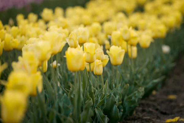Yellow tulips flower in spring. Tulip field. Yellow flowers background. Cultivation of yellow tulips, spring bouquet.