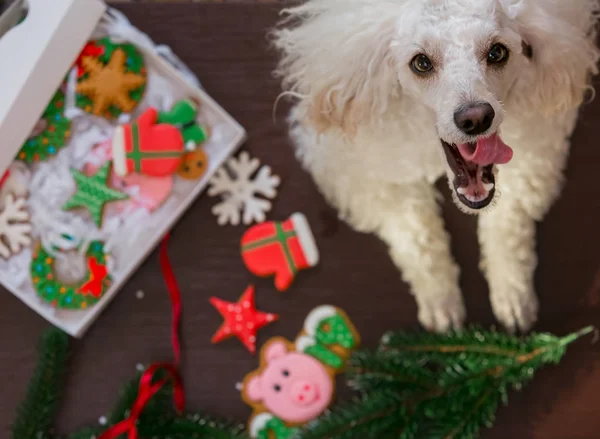 Bir köpek kaniş bir Noel ağacı süslemek için yardımcı olur. Kaniş ve Noel süslemeleri ve tatlılar.
