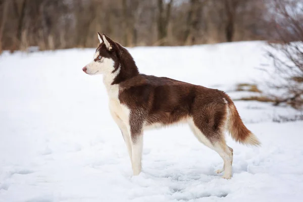 Huskyho Pes Stojí Regálu Hnědý Psí Plemeno Husky Modrými Oči — Stock fotografie