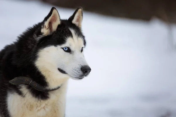 Μαύρο Hasky Dog Μπλε Μάτια Κοντινό Πλάνο Πορτρέτο Σκύλου Χειμώνα — Φωτογραφία Αρχείου