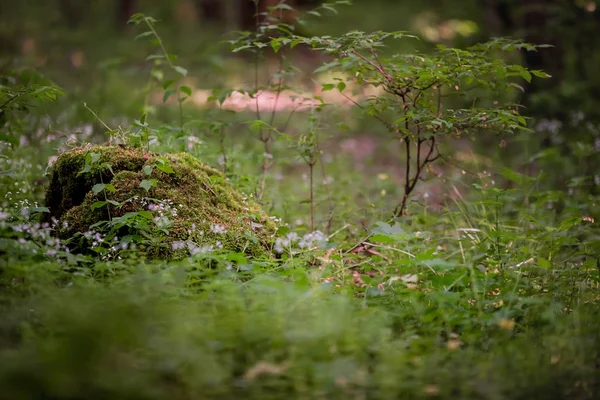 Espuma Coberta Com Musgo Verde Paisagem Floresta Verão — Fotografia de Stock