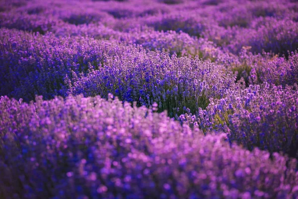 Provence Lavendel Lavendelfält Den Franska Provence — Stockfoto