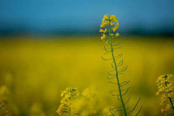 Gelbes Rapsfeld Gelbe Blume Einer Vergewaltigung Auf Dem Hintergrund Eines — Stockfoto