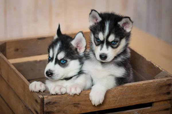 Tahta bir kutuda iki yavru. Husky'nin yavruları kutudan dışarı bakıyor..