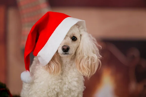 Kırmızı Noel Baba şapkasıyla şöminebaşında oturan beyaz bir kaniş yakın çekim. Bir evcil hayvan tatili bekliyor..