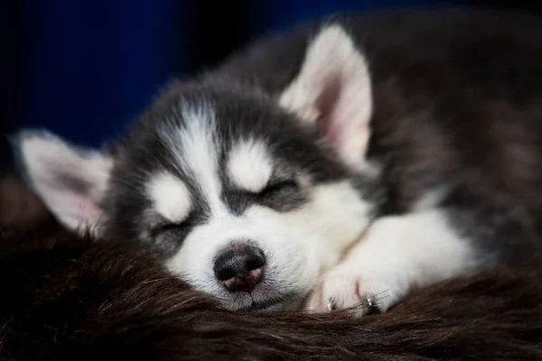 The little black dog is sleeping. Puppy breed husky close-up on brown background.