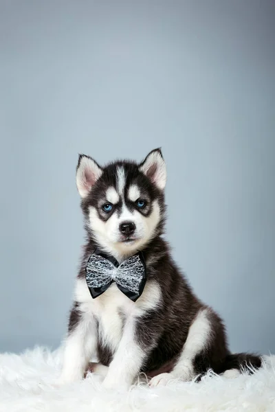 Black Husky puppy on a gray background. Husky with blue eyes with a black tie.