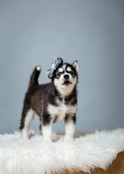 Küçük kabarık siyah köpek yavrusu Cins Husky. Köpek Husky gri bir arka plan üzerinde duruyor ve havlayan.