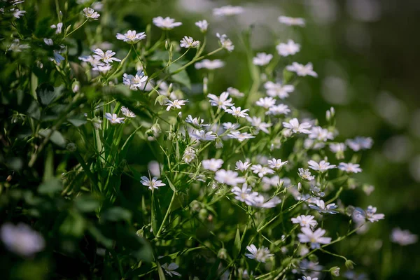 Campo Della Camomilla Bianca Margherite Medicinali Campo Cresce Nel Campo — Foto Stock