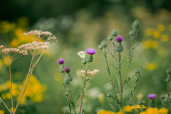 Motýl Trávě Zblízka Purpurové Květiny Nichž Létě Rozkládá Bílá Motýlí — Stock fotografie