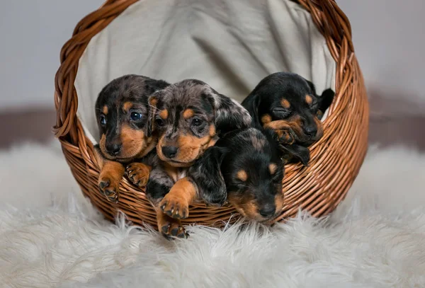 Sepette yavru köpekler. Av köpekleri nin türleri. Küçük kahverengi yavru lar Dachshund yetiştiricileridir.. 