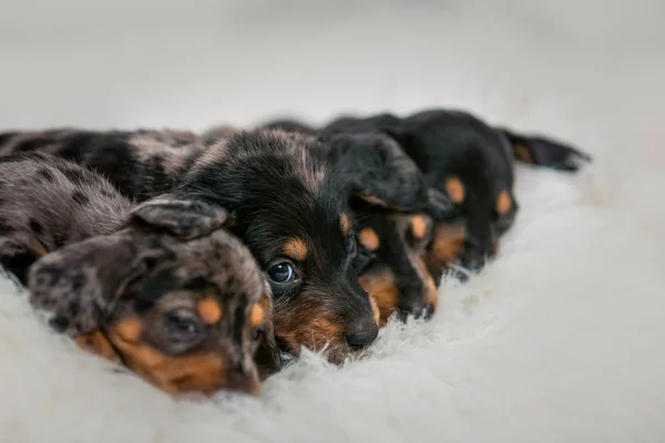 Cachorros Dormem Cachorrinhos Pequenos Reproduzem Dachshund Encontram Fundo Branco Quatro — Fotografia de Stock