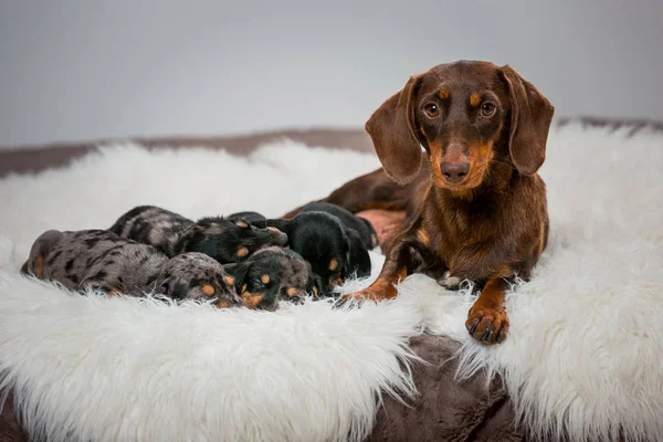 A brown dog mom lies near little puppys. Puppies of a dachshund breed of brown and black are sleeping at the mom.
