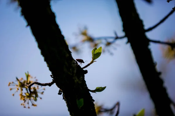 The beetle sits on a tree branch. The flowering tree of the cornel. Yellow cornel flowers. Blooming tree in spring.