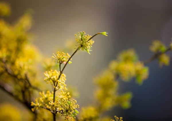 A chalk with yellow buds. Yellow Cotton. Yellow cornel flowers. Blooming tree in spring.