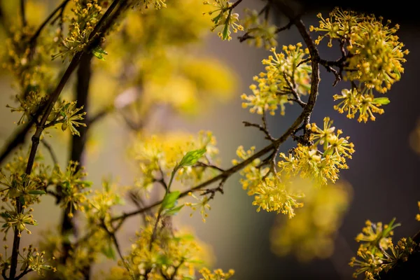 Árvore Florescente Primavera Ramo Inflorescência Amarela — Fotografia de Stock