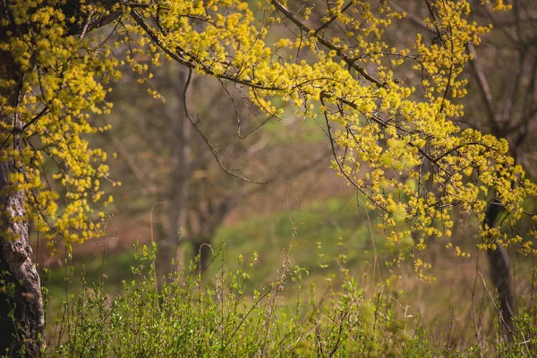 Kwitnące Drzewo Kornel Żółte Kwiaty Kornel Kwitnące Drzewo Wiosną Gałąź — Zdjęcie stockowe