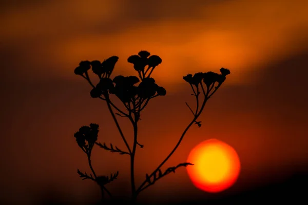 Sunset. Silhouette of a flower on the background of an orange sunset. Blurred sunset.