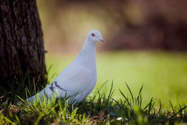 Eine Weiße Schöne Taube Steht Auf Dem Gras Und Blickt — Stockfoto