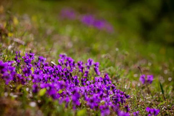 Piccole Viole Sul Campo Chiudono Primavera Campo Viola Mazzo Viole — Foto Stock