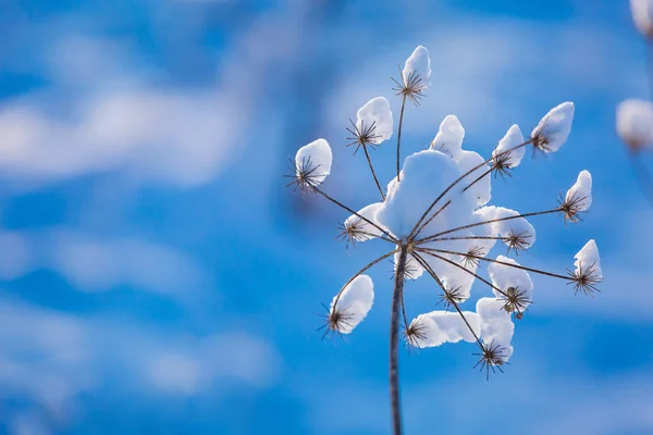 Paesaggio Invernale Erba Coperta Neve Vicino Neve Uno Sfondo Blu — Foto Stock