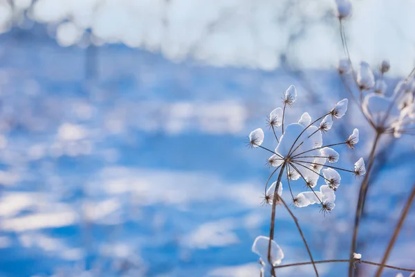 Суха Трава Вкрита Снігом Зимовий Пейзаж Білі Сніжинки Синій Фон — стокове фото