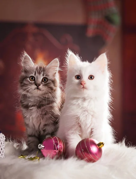 Funny Little Fluffy Kittens Christmas Background — Stock Photo, Image