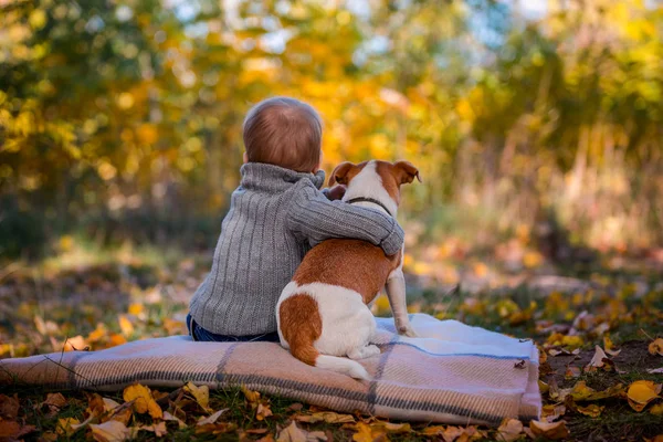 Niño Sienta Con Amigo Perro Espalda Espectador Jack Russell Terriers — Foto de Stock